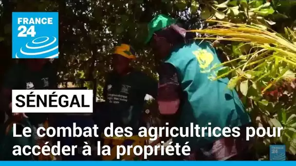 Au Sénégal, le combat des agricultrices pour accéder à la propriété • FRANCE 24