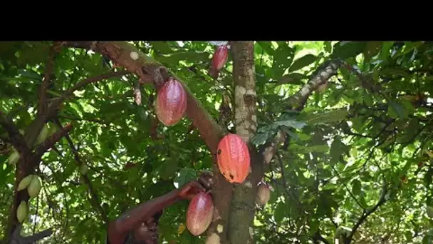 Guerre du cacao : le Ghana et la Côte d'Ivoire gagnent une bataille