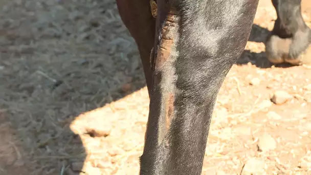 Carqueiranne (83) : un poney a été découvert les membres postérieurs lacérés et l'oreille abîmée