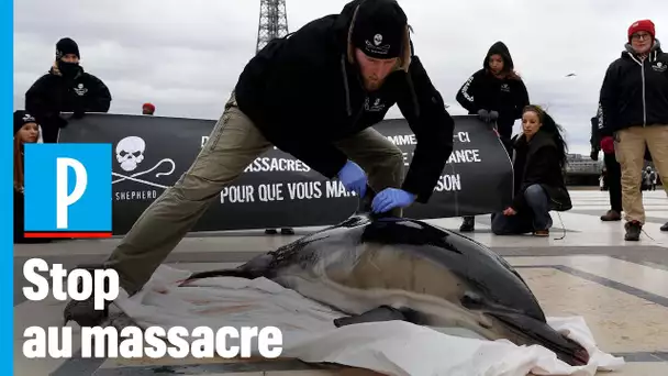 Des cadavres de dauphins au Trocadéro