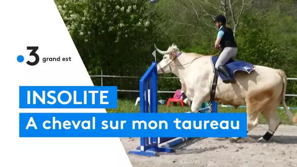 Le taureau qui se prend pour un cheval