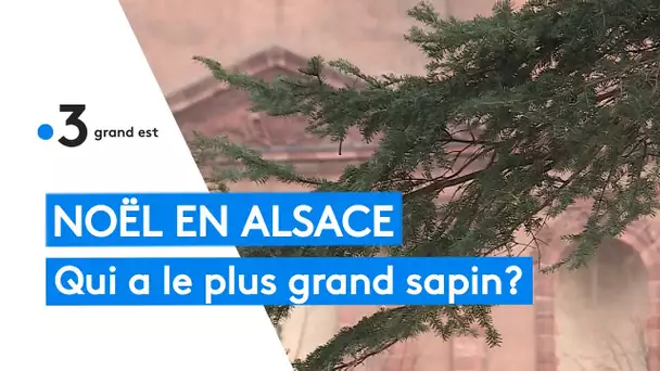 Alsace : le sapin de Noël de Neuf-Brisach plus grand que celui de Strasbourg