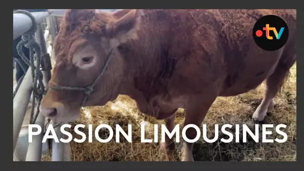 Alexandre Humeau, éleveur de vaches limousines à Dienné dans la Vienne