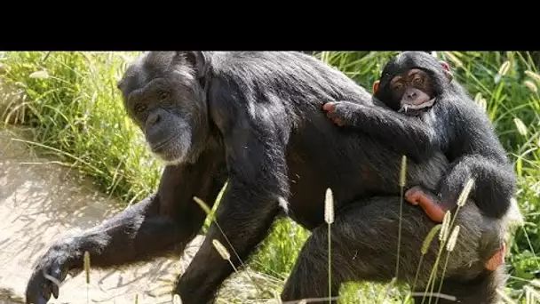 Hécatombe dans un zoo allemand : de nombreux singes sont morts dans un incendie