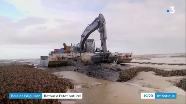 Baie de l'Aiguillon : un tracteur sur une barge pour broyer les huîtres invasives dans les vasières