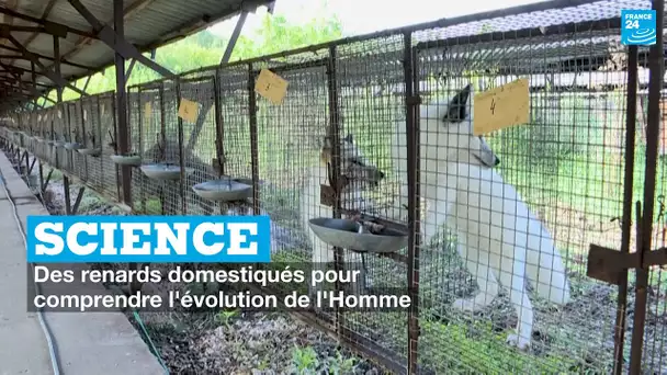 Science : Des renards domestiqués pour comprendre l'évolution génétique de l'Homme