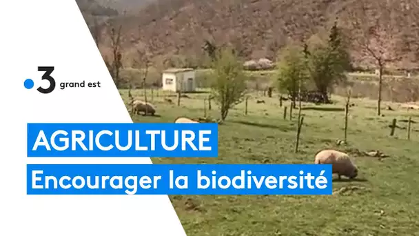 Agriculture : encourager la biodiversité