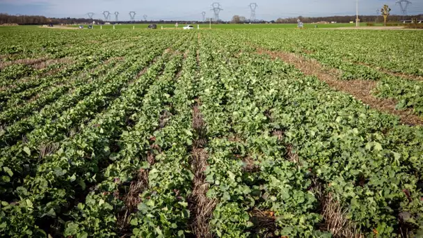 Aides : les agriculteurs n’ont rien quasiment rien reçu et menacent de mettre en place de nouvell…