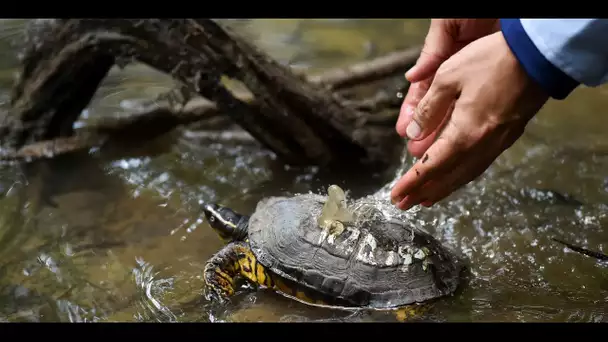 «Entre biodiversité et renouvelable, comment choisir ?»