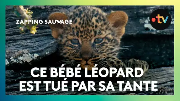 Cette femelle léopard tue le bébé de sa sœur ! 🐯 - ZAPPING SAUVAGE