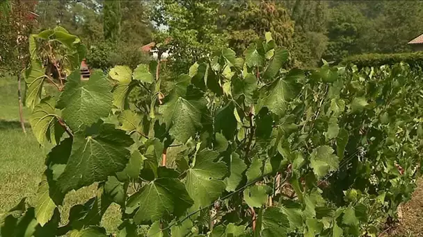 Épandages de pesticides : une lutte organisée dans les villages du Mâconnais