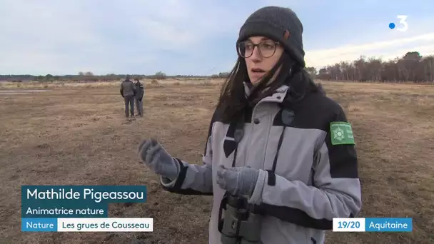 Réserve de l'étang de Cousseau : le grand dortoir des grues