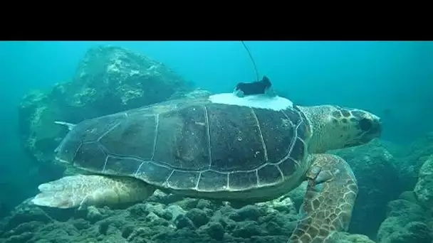 Les changements climatiques et les phénomènes cycloniques décryptés grâce à des tortues de mer  …