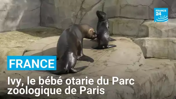 Ivy, le bébé otarie du Parc zoologique de Paris • FRANCE 24