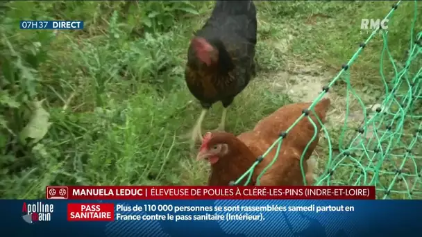 Déterminer le sexe d'un futur poussin: une "révolution" pour éviter le broyage des bêtes