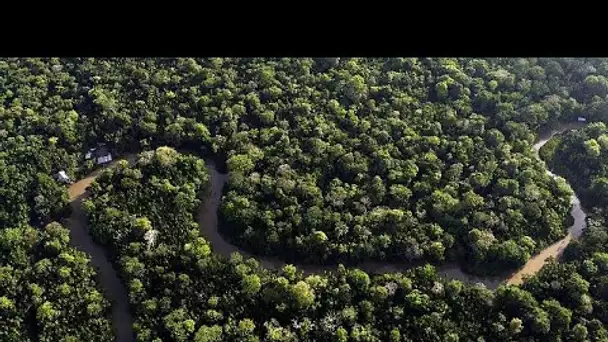 La Commission retarde la mise en œuvre de la loi sur la déforestation à la suite d'un tollé mon…