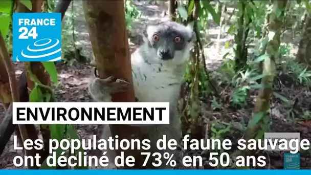 Les populations de faune sauvage ont décliné de 73% en moyenne en 50 ans, selon WWF • FRANCE 24