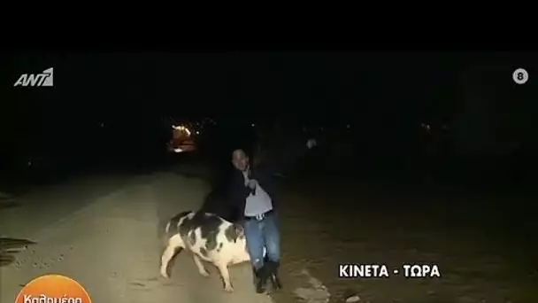 Pourchassé par un cochon en plein direct