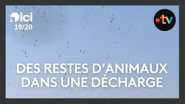 Des restes d'animaux retrouvés dans une décharge à Hesdin-Coupigny