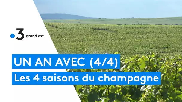 Les 4 saisons du champagne. Episode 4 : l'été