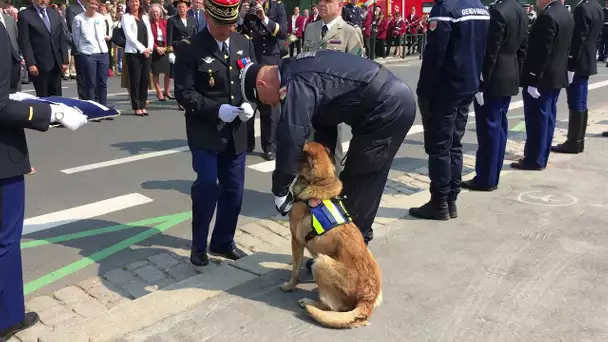 Cérémonies 8 Mai à Nantes : Gypsi chien de gendarme décoré pour ses services