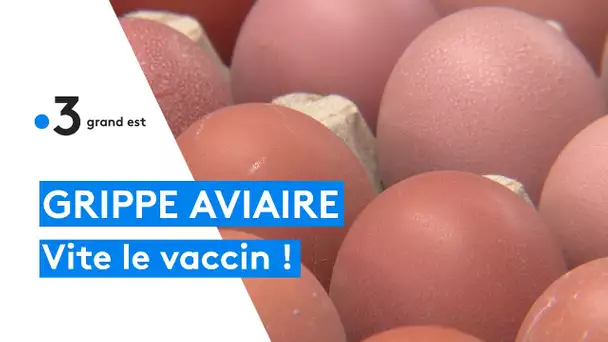 Grippe aviaire : dans l'attente du vaccin