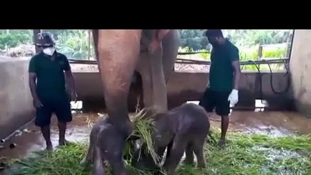 Sri Lanka : naissance rare de deux éléphanteaux jumeaux en captivité