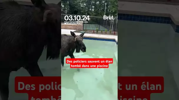 Des policiers libèrent un élan tombé dans une piscine