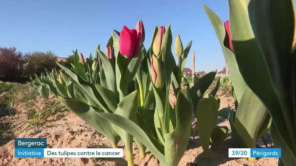 Des tulipes contre le cancer à Bergerac