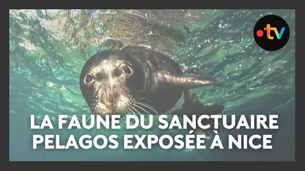 La faune marine du sanctuaire Pelagos exposée sur la Promenade des Anglais à Nice