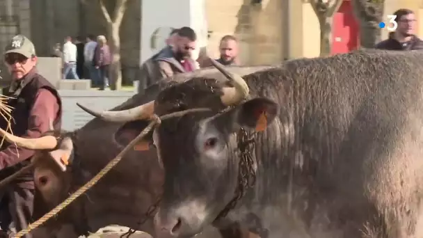 Fete des Boeufs gras de Captieux