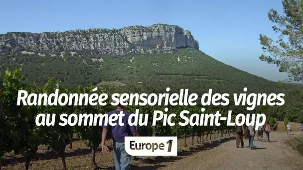 Randonnée sensorielle des vignes au sommet du Pic Saint-Loup