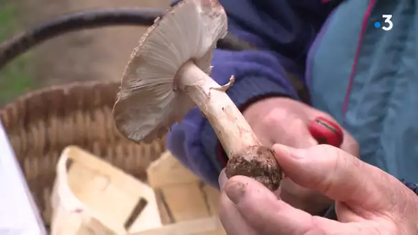 Limousin : les dangers de la cueillette de champignons