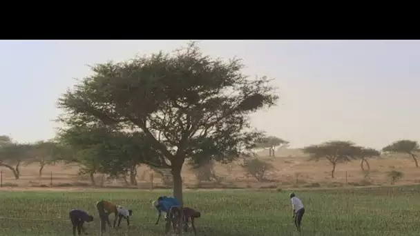 Au Sénégal, la téléréalité au service de l'agriculture