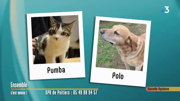 Pumba et Polo - Coup de pouce à l'adoption - Ensemble C'est Mieux - 11/03/2020