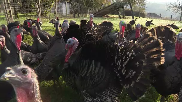 Covid 19 : producteurs privés de la foire aux dindons à Varaignes