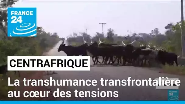 Centrafrique : la transhumance au cœur des tensions entre les éleveurs et les agriculteurs