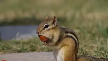 Voilà ce qui se passe quand un écureuil élit domicile dans une antenne !