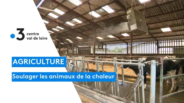 Agriculture : à Arville, comment les éleveurs soulagent leurs animaux avec cette forte chaleur ?