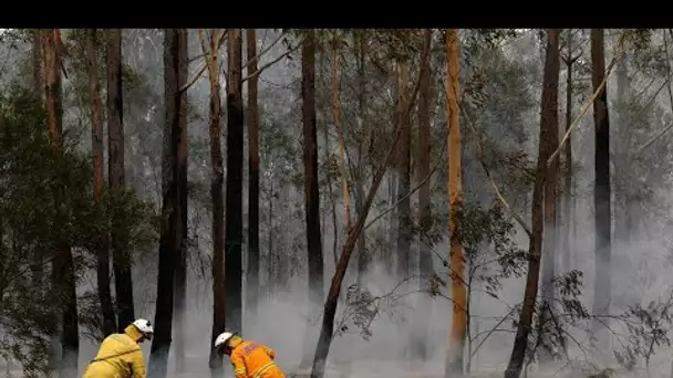 Australie : population et biodiversité piégées par les flammes, la solidarité s'organise