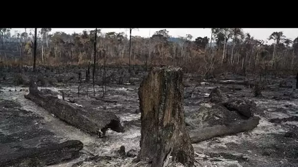 Au Brésil, l'Amazonie continue de brûler