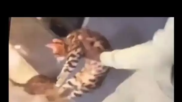 Le footballeur Kurt Zouma filmé en train de frapper son chat