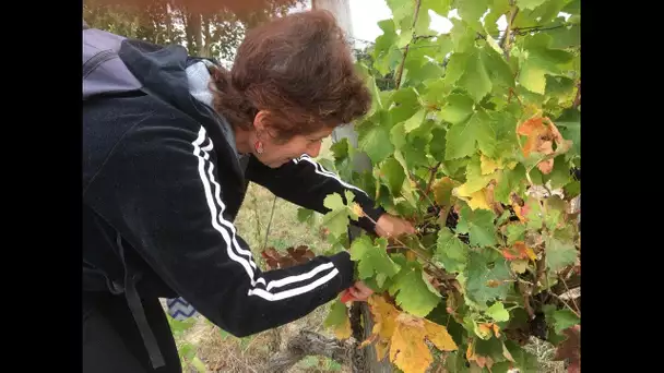 Vendanges pedagogiques a Labastide Saint Pierre 82