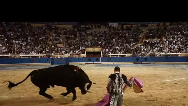 Corrida : les députés se prononcent contre l'interdiction en commission