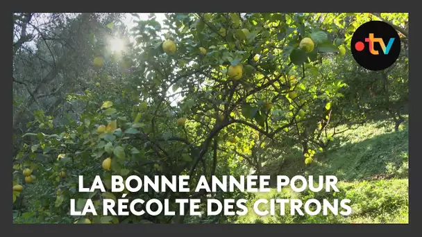 La récolte des citrons bat son plein à Menton