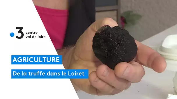 Sougy dans le Loiret : des truffes de Beauce qui n'ont rien à envier à celles du Périgord